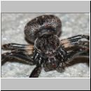 Nuctenea umbratica - Spaltenkreuzspinne w04a.jpg